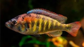 Haplochromis nyererei