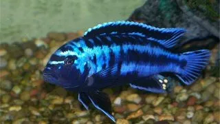 Melanochromis johanni