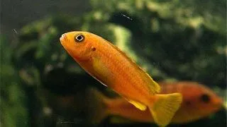 Melanochromis johanni red