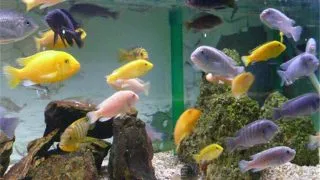 Malawi cichlid mixed