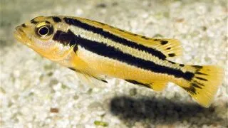 Melanochromis chipokae