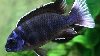 Pseudotropheus acei ngara