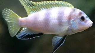 Labidochromis sp. perlmutt
