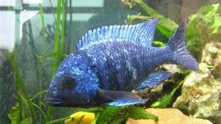 Placidochromis phenochilus