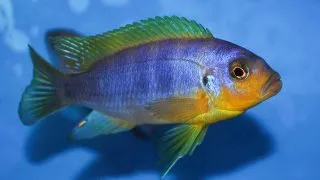 Pseudotropheus aurora