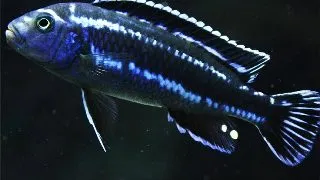 Melanochromis vermivorus