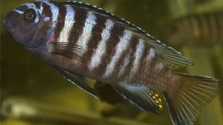Pseudotropheus elongatus likoma