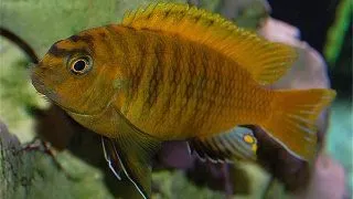 Pseudotropheops tropheops red fin XL