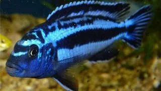 Melanochromis maingano