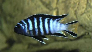 Pseudotropheus elongatus mpanga