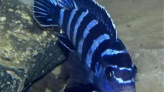 Pseudotropheus demasoni