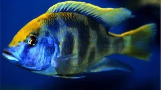 Haplochromis venustus