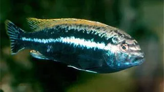 Melanochromis auratus