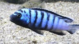 Pseudotropheus ornatus
