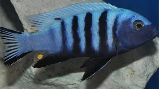 Pseudotropheus kingsizei blue gold