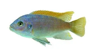 Pseudotropheus greishakei - XL
