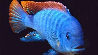 Pseudotropheus greishakei
