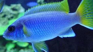 Pseudotropheus acei
