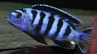 Pseudotropheus saulosi