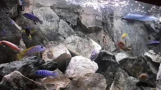 Pseudotropheus sp. cameleo