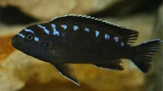 Pseudotropheus sp. neon spot