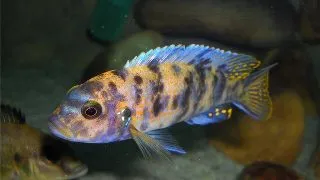 Pseudotropheus zebra red ob