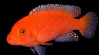 Pseudotropheus zebra red + red