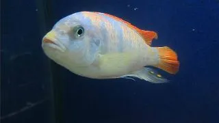 Pseudotropheus zebra red + blue