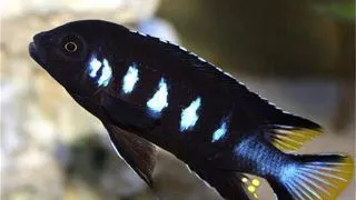 Pseudotropheus elongatus chewere