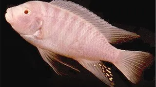 Pseudotropheus zebra albin