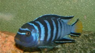 Pseudotropheus elongatus