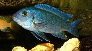 Pseudotropheus zebra blue + blue