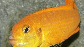 Pseudotropheus saulosi red coral