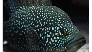 Paratilapia Polleni