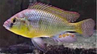 Astatotilapia burtoni 4.5-5 cm
