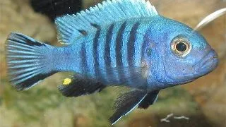 Pseudotropheus	zebra