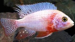 Aulonocara sp. strawberry peacock