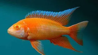 Aulonocara eureca albino