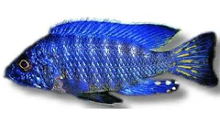 Aulonocara sp. SUPER blue