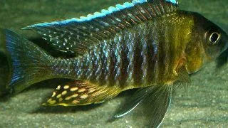 Aulonocara sp. yellow