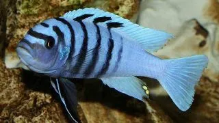 Cynotilapia sp. hara Gallireya reef