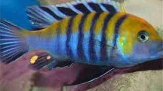 Cynotilapia afra red dorsal
