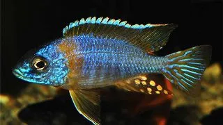Aulonocara korneliae