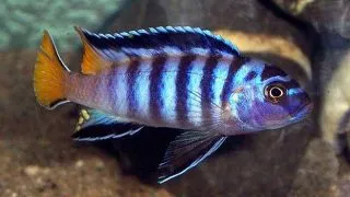 Pseudotropheus elongatus yellow