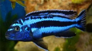 Melanochromis cyaneorhabdos