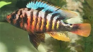 Haplochromis crimson tide