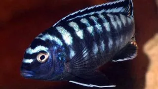 Melanochromis interuptus