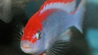 Pseudotropheus sp. red top ndumbi