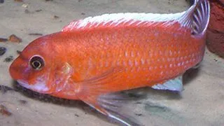 Labeotropheus trewavasae red