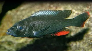Haplochromis theuertherion